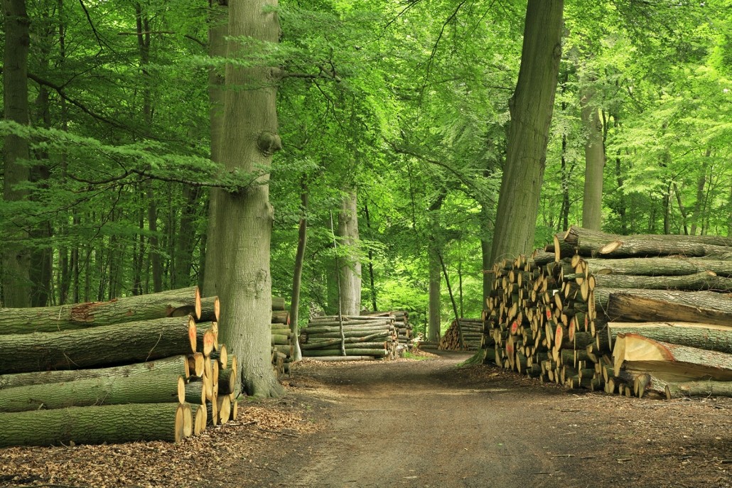 Haardhout Staatsbosbeheer