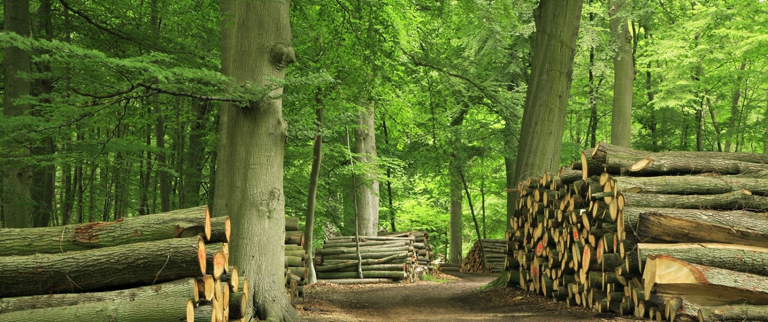 Haardhout Staatsbosbeheer