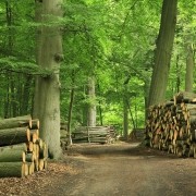 Haardhout Staatsbosbeheer