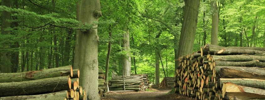 Openhaardhout in zakken