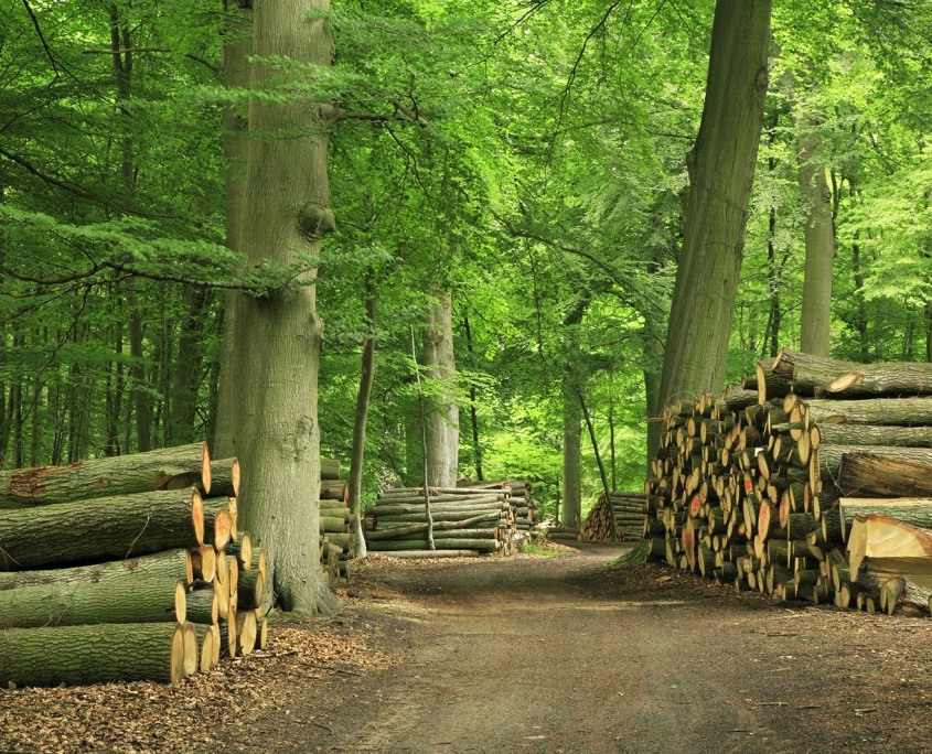 Waar moet ik op letten als ik haardhout wil opslaan?